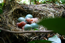 birds hatching update bird eggs