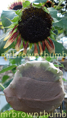 How To Save Sunflower Seeds, Saving Sunflower Seeds