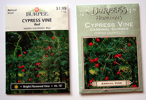 [Cypress+Vine+Cardinal+Climber+Burpee+Seeds.png]
