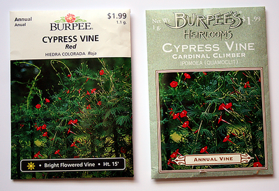 Cypress Vine, Cardinal Climber Burpee seed packs