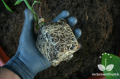 Atlas garden gloves for men, root-bound plant