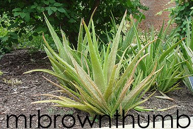 [Aloe+vera_Aloe_medicinal+garden+plant+in+Chicago.jpg]