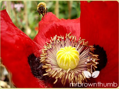 [Honey+bee+landing+on+poppy.jpg]