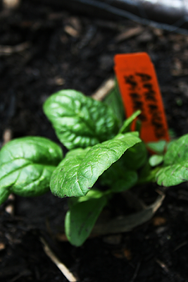 America's Spinach at Ginkgo Organic Community garden