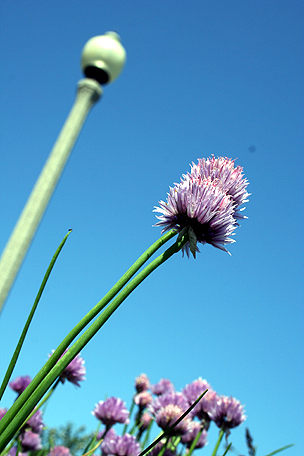 [Chive+Flower+Chicago+Spring+Fling.png]