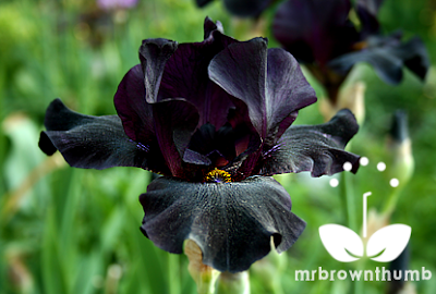 Black Bearded Iris flower