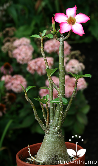 [Flowering+Desert+Rose+plant.png]
