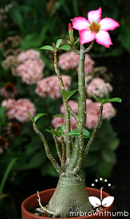 flowering desert rose plant, Adenium Obesum