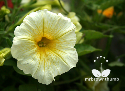 Petunia Sun Spun Yellow, Ball Horticultural Company
