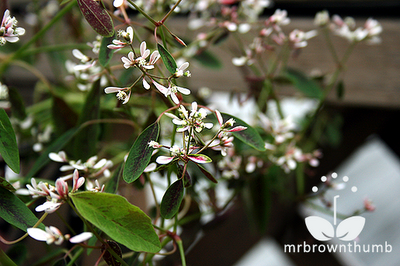 Euphorbia Breathless Blush, Ball Horticultural Company