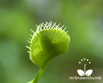 Venus Flytrap catches a fly, Venus  Flytrap care