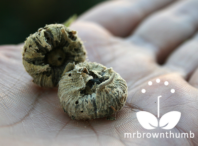 Hollyhock seeds infected with hollyhock weevils, how to save hollyhock seeds.