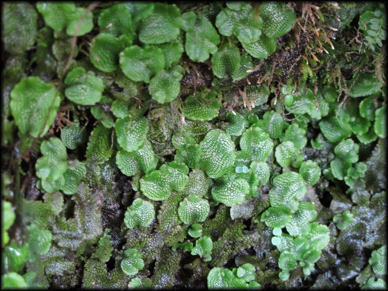 Squirrel's View Liverworts