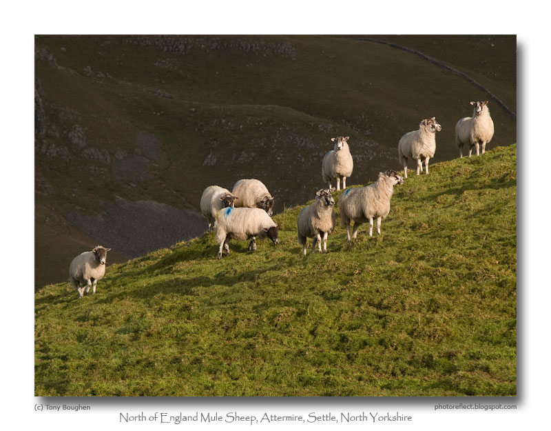 [North-of-England-Mule-Sheep,-Attermire,-Settle,-North-Yorkshire.jpg]