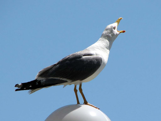 Seagull crying on a lamppost, Fosso Reale, Livorno