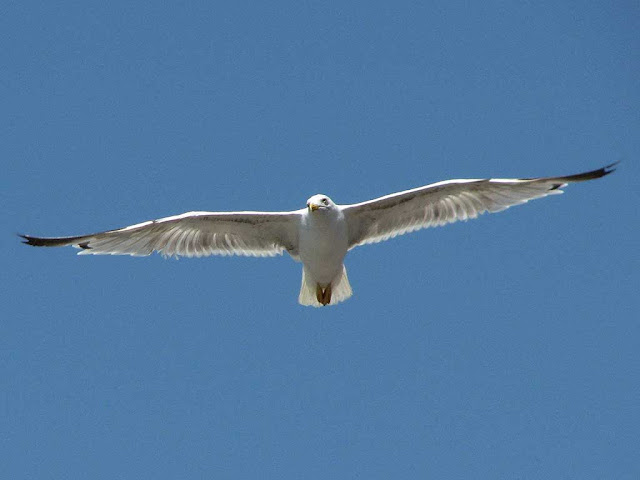 Seagull, port, harbor, Livorno