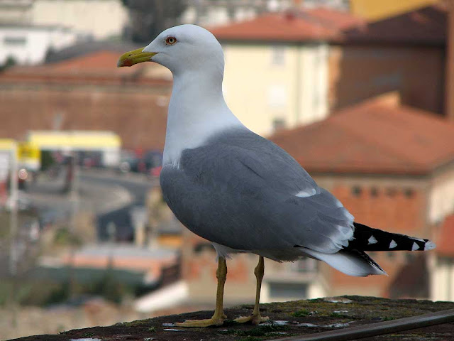 Seagull on top the Mastio di Matilde, Matilda's Keep, Fortezza Vecchia, Old Fortress, Livorno