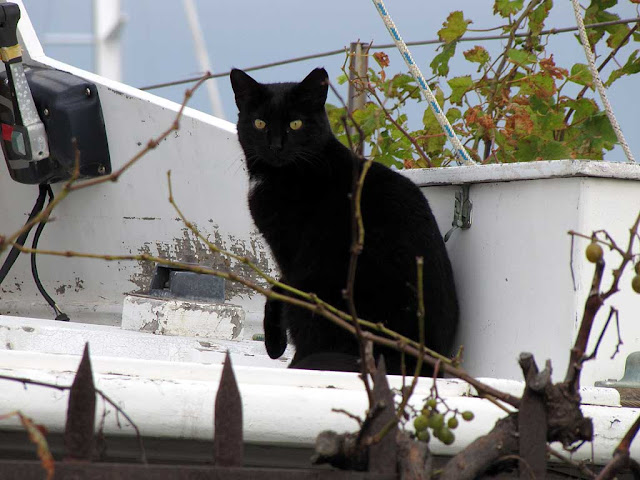 Cat, Porto Mediceo, Livorno