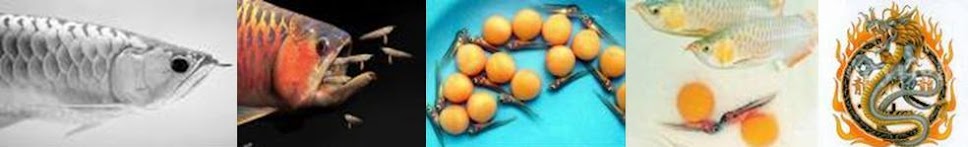 Arowana Fish║Arowana Aquarium║金龍魚