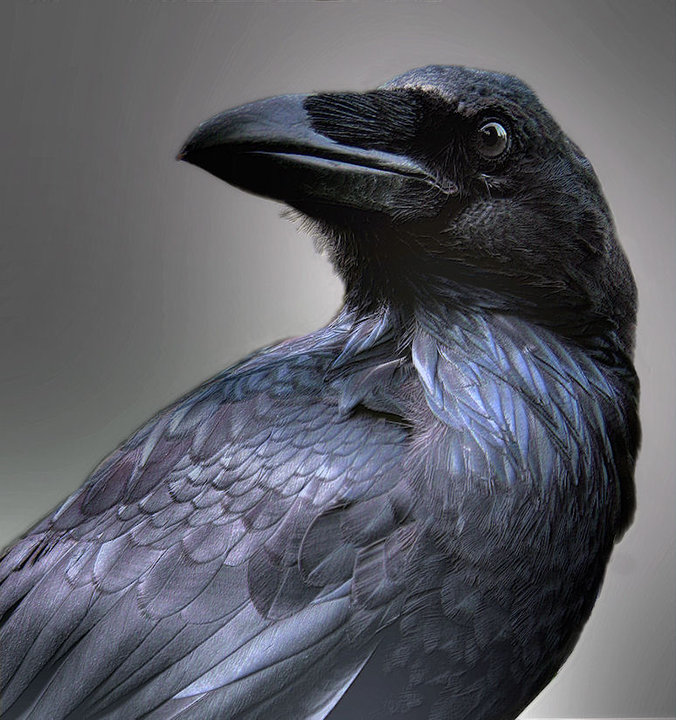 слушать ворон или вороны. агрессивные птицы ворон. черный ворон оригинал. рейвен птица. грач самка.