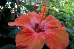 You can see this "bonche"(hibiscus) in Cartagena -  Colombia