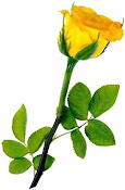 A Yellow Rose