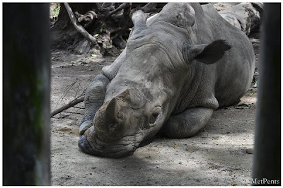 My Galore: Zoo Taiping