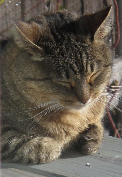 feral tabby cat