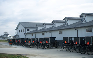 row of Amish buggies & horses
