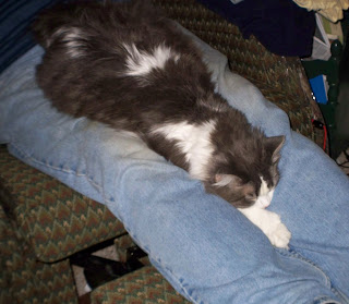 Annie stretched out and sleeping on Jim's legs