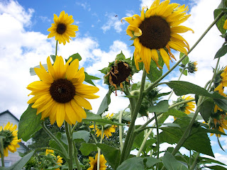 sunflowers in our garden