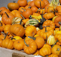 Assortment of little pumpkins