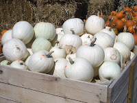 Group of white pumpkins