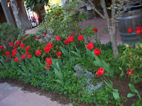 red tulips at Patti's