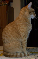 Jasper four on ironing board