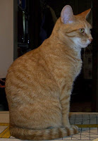 Jasper three on ironing board