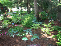 hosta plants in a shaded setting