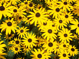 cluster of black eyed Susans on the east side of our house