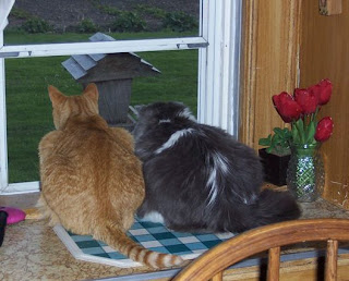 Jasper and Annie at the kitchen window studying the bird feeder