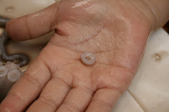 An Octopus Suction Cup