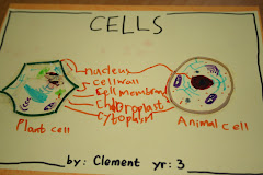 Animal and Plant Cells Chart
