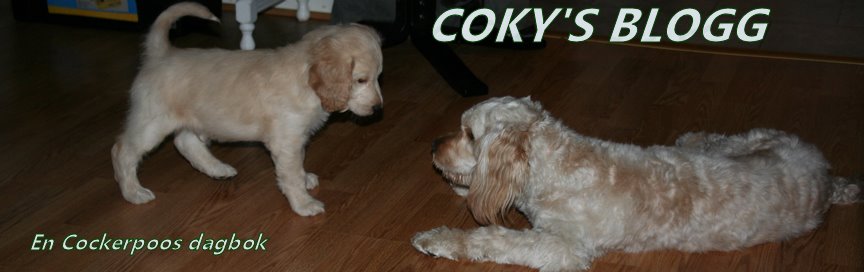 Coky's blogg