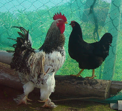 gallinas-de-razas-de-margarita-julio-otterstein