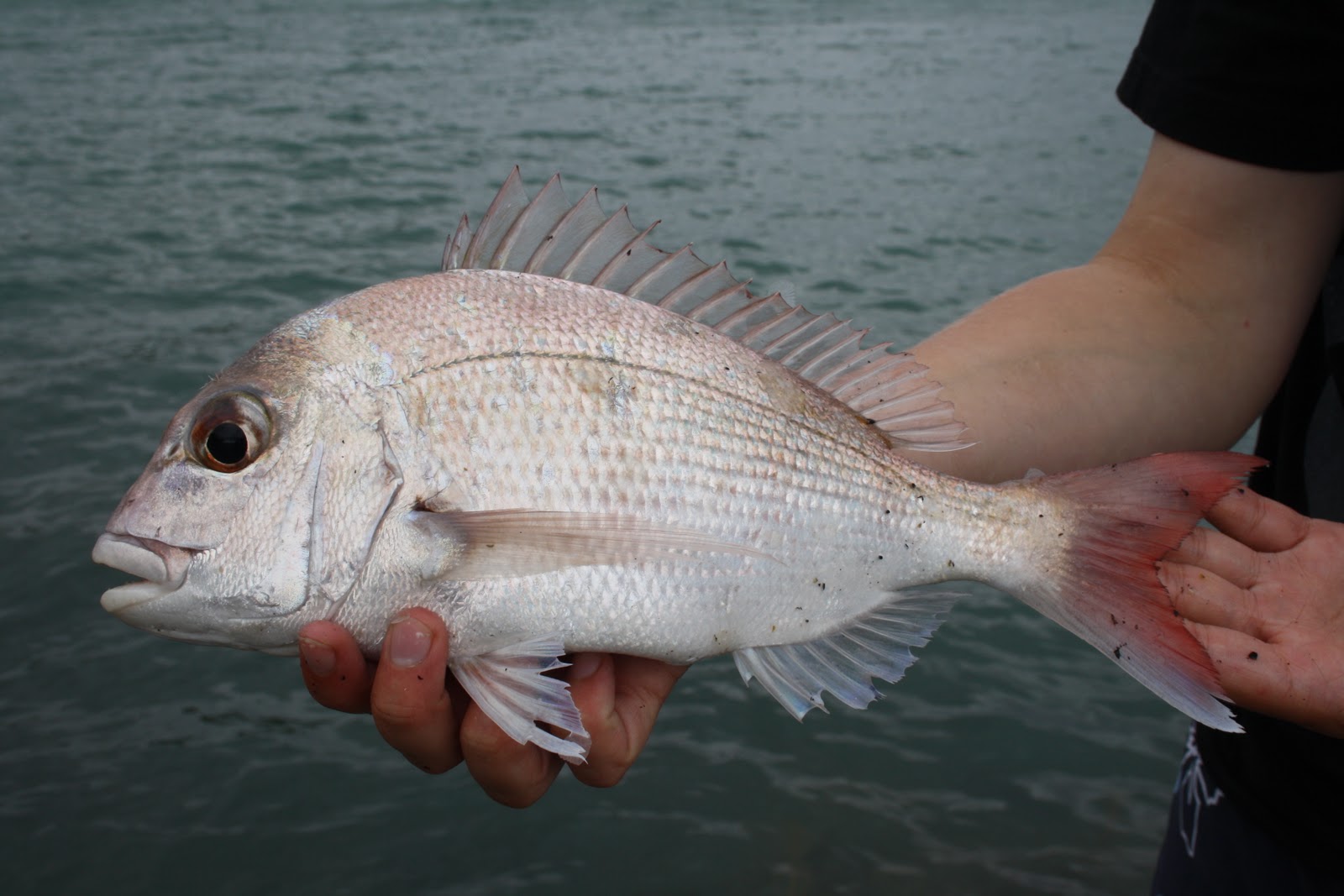 N&R i NZ: Stor agn - stor fisk!