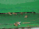 農場自養幫忙授粉的野蜂群