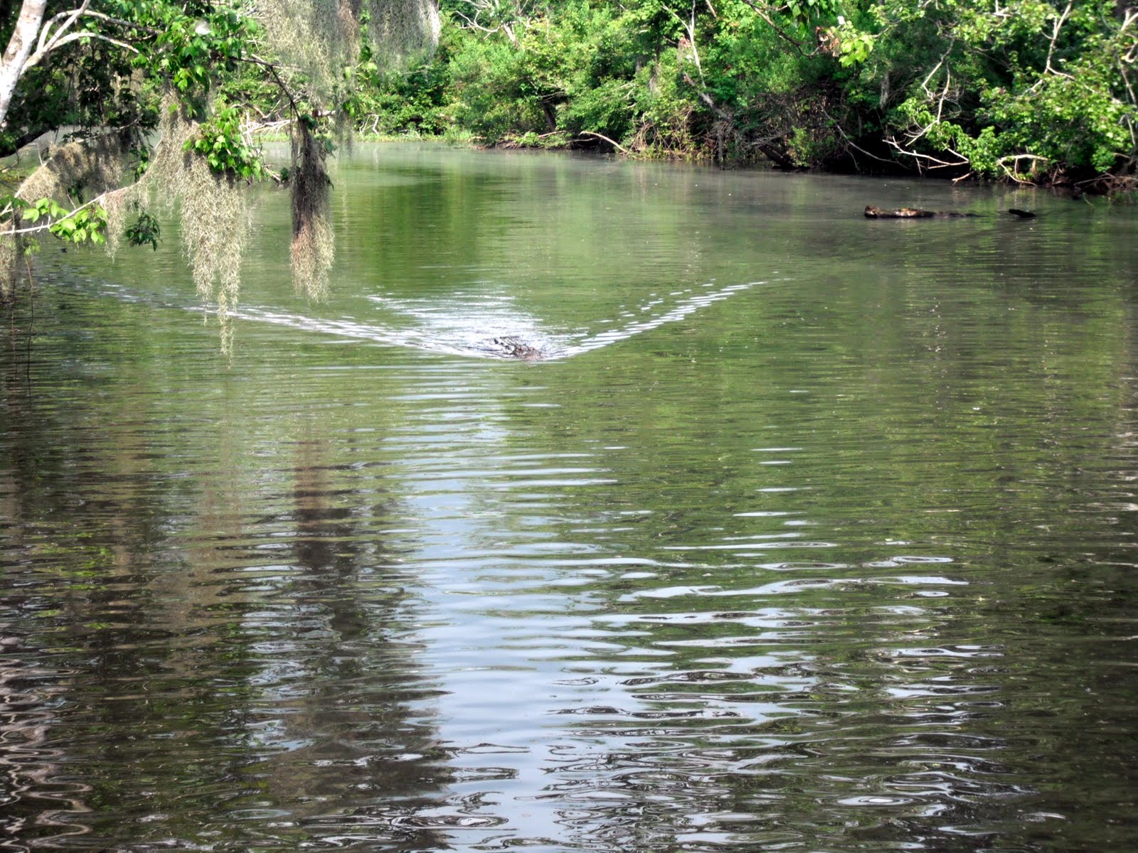 Cottrell Family: Teasing Mr. Alligator, You can't catch me!
