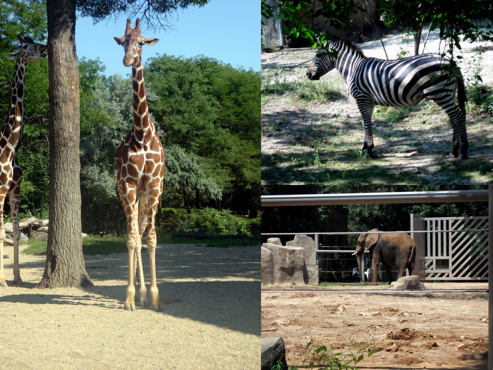 Cottrell Family Brookfield Zoo