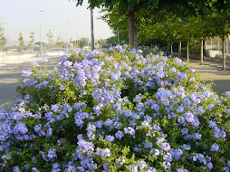 Flors al Passeig Avinguda del Vallès