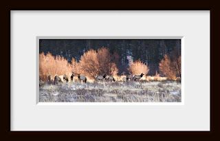A framed photo of As the sun begins to set behind the nearby moraine in Rocky Mountain National Park the North American wapiti, or elk, begin to settle down for the night as the sunset lights the willow birch behind them.