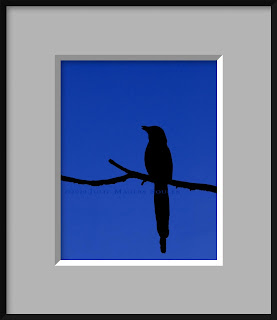 A framed photo of a black silhouette of a black-billed magpie perched on a single branch and set on a background of a deep azure evening sky.
